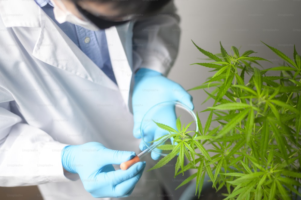 Ein Wissenschaftler überprüft und analysiert ein Cannabis Sativa Experiment, Hanfpflanze für pflanzliches pharmazeutisches CBD-Öl in einem Labor