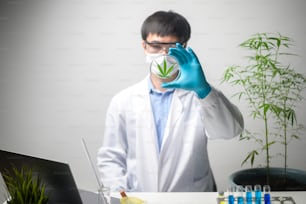 Um cientista está verificando e analisando um experimento de cannabis sativa, planta de cânhamo para óleo de cbd farmacêutico à base de plantas em um laboratório
