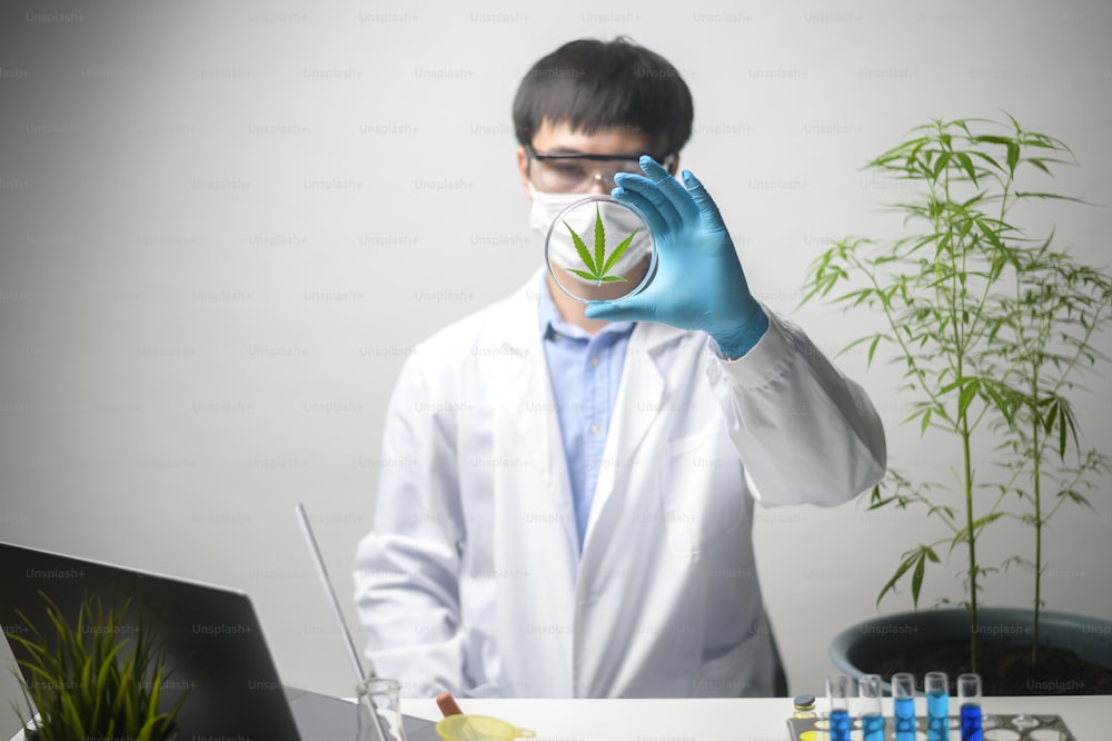 Uno scienziato sta controllando e analizzando un esperimento di cannabis sativa, pianta di canapa per olio di cbd farmaceutico a base di erbe in un laboratorio