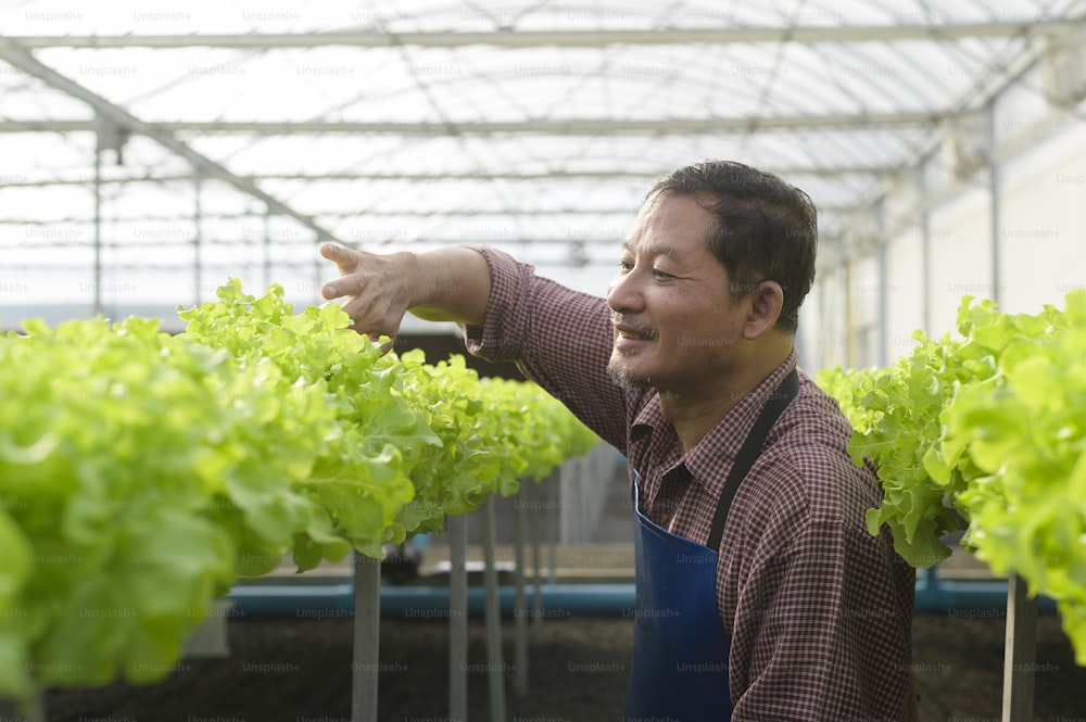 Un agricoltore anziano felice che lavora in una fattoria idroponica in serra, cibo pulito e concetto di alimentazione sana