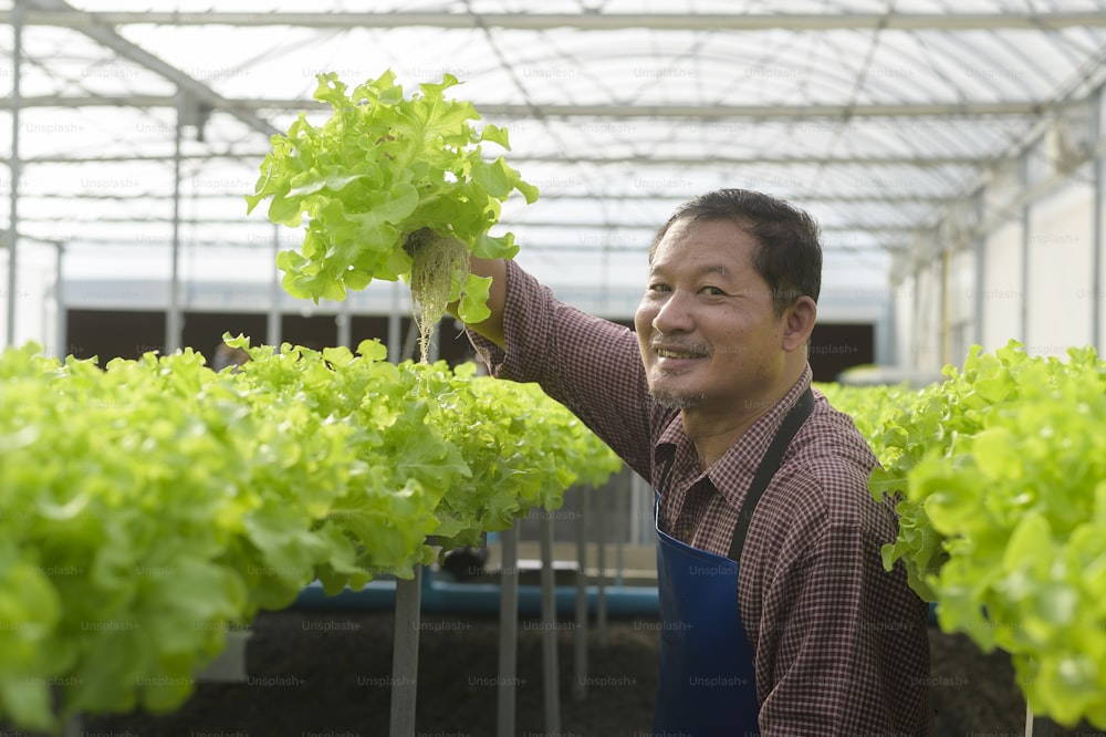 A happy senior farmer working in hydroponic greenhouse farm, clean food and healthy eating concept