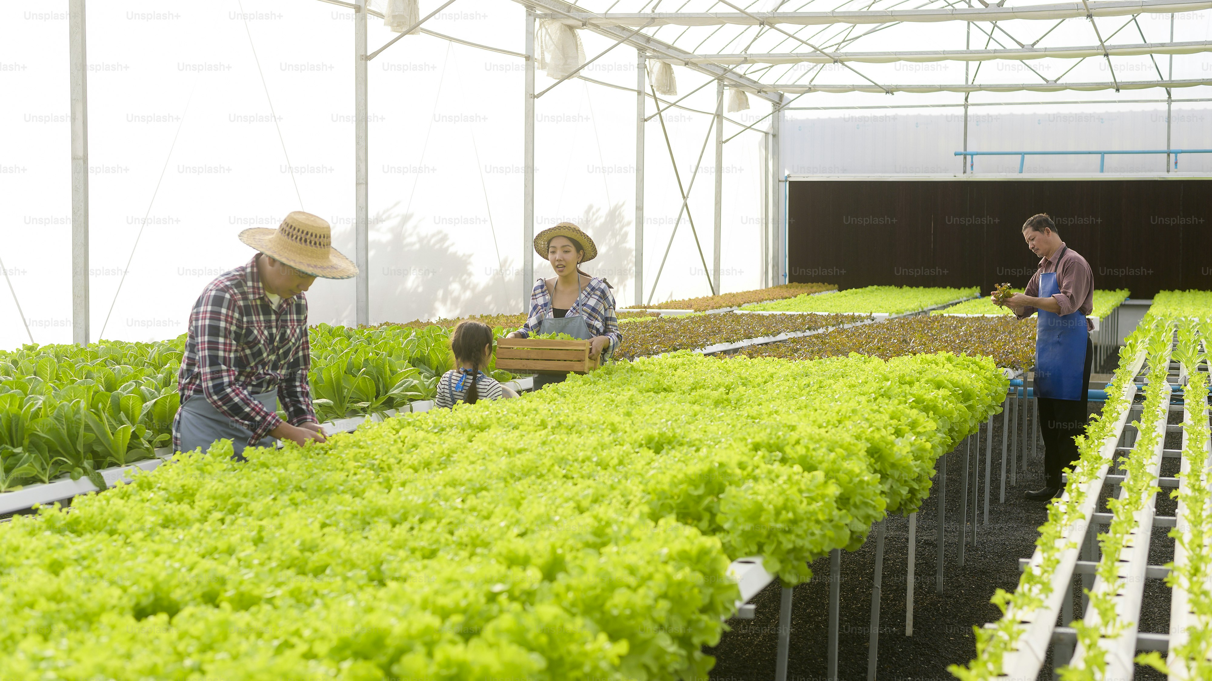 A happy farmer family working in hydroponic greenhouse farm, clean food and healthy eating concept