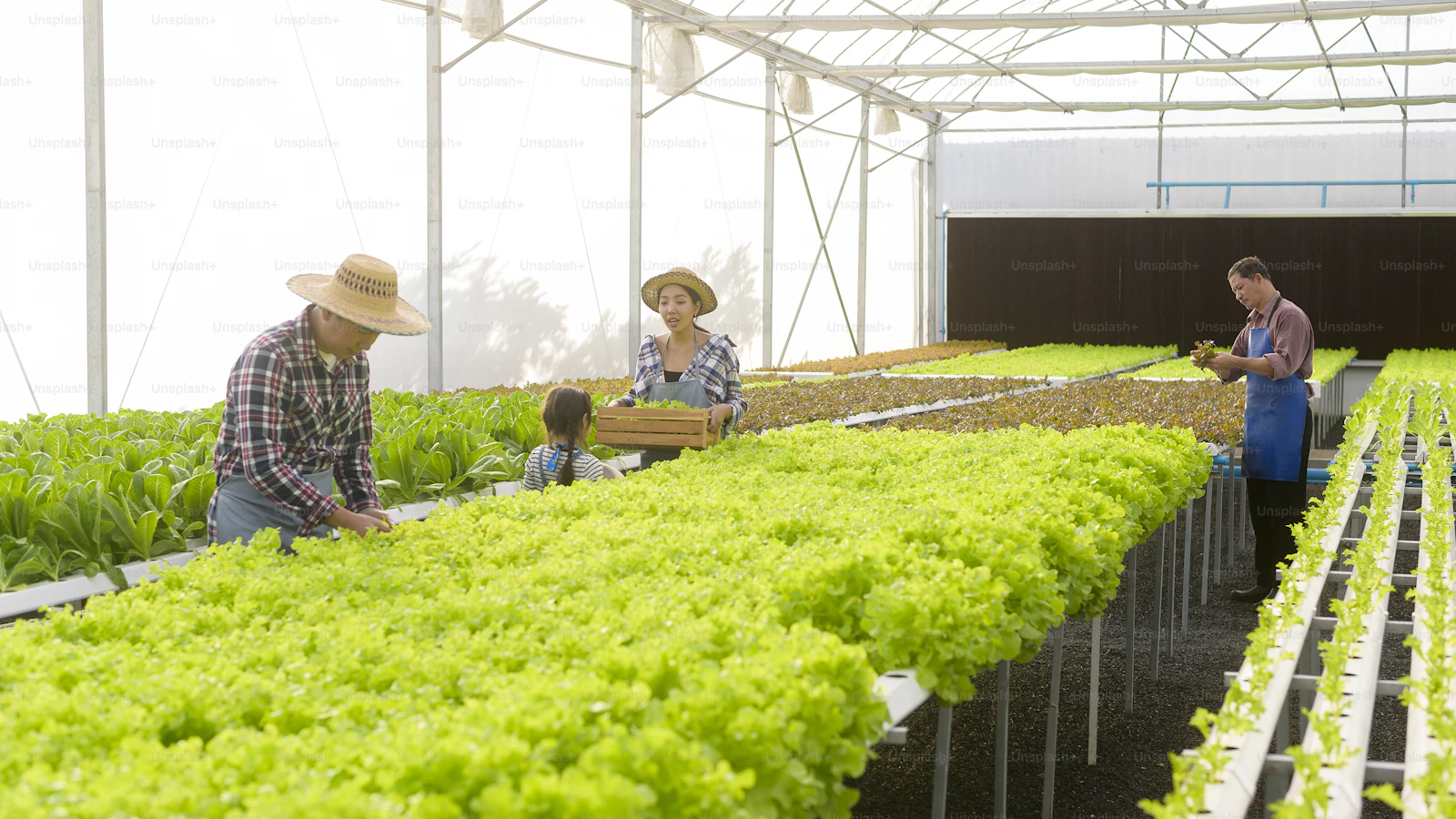 Keluarga petani di greenhouse hidroponik