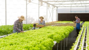 A happy farmer family working in hydroponic greenhouse farm, clean food and healthy eating concept