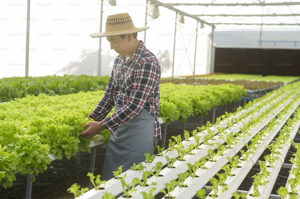 수경 온실 농장, 깨끗한 음식, 건강한 식생활 개념에서 일하는 행복한 남성 농부