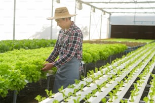 Granjero masculino feliz que trabaja en una granja de invernadero hidropónico, alimentos limpios y concepto de alimentación saludable