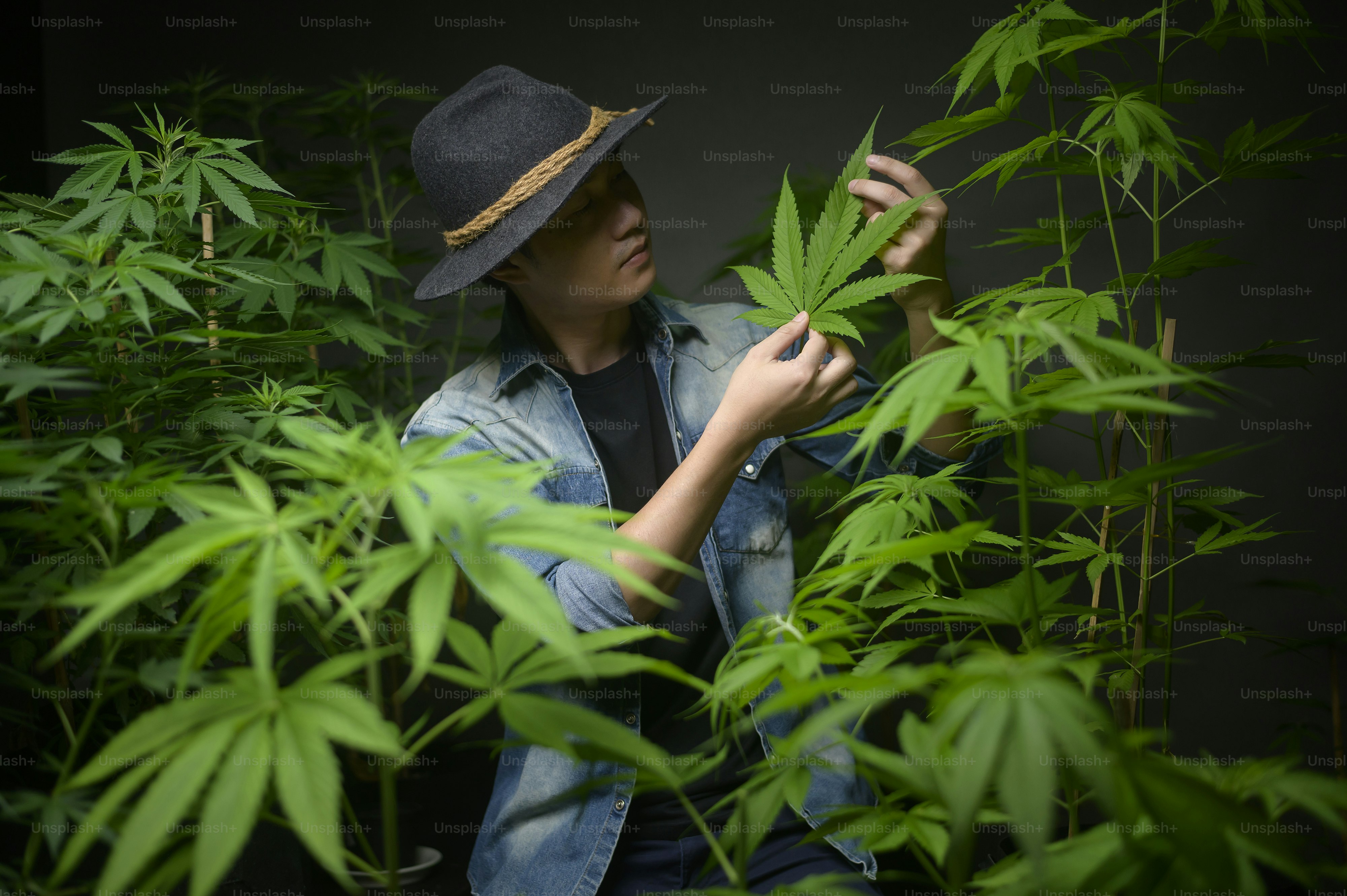 Farmer is holding cannabis leaf , checking and showing in legalized farm.