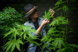 Farmer is holding cannabis leaf , checking and showing in legalized farm.