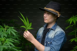 El agricultor tiene una hoja de cannabis, verifica y muestra en una granja legalizada.
