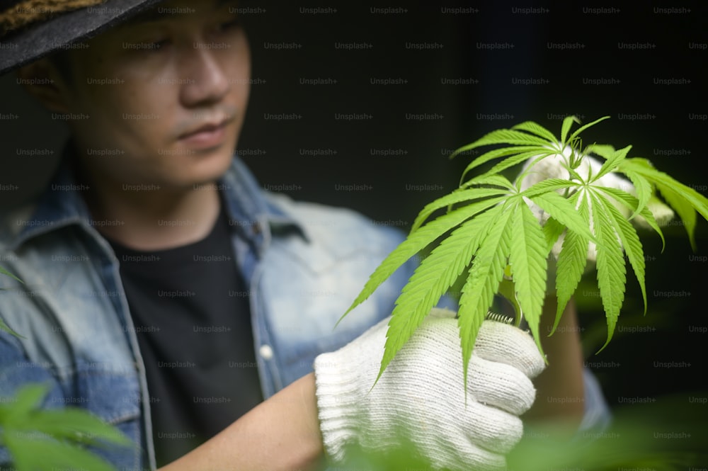 Farmer is trimming or cutting  top of cannabis in legalized farm.