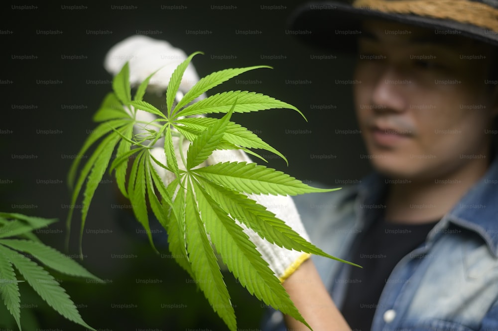 Un agricultor está recortando o cortando la parte superior del cannabis en una granja legalizada.