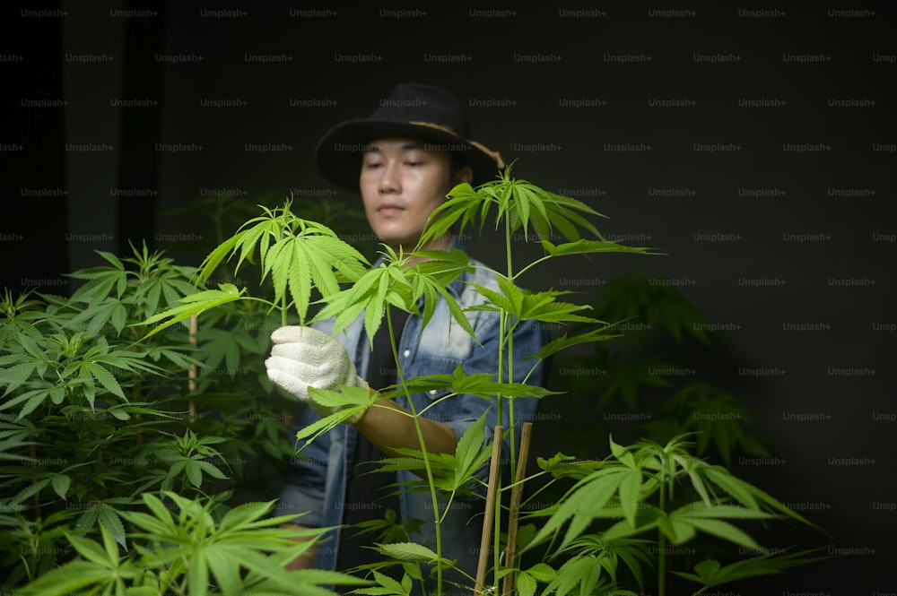 Un agricultor está recortando o cortando la parte superior del cannabis en una granja legalizada.