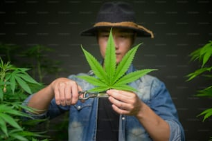Farmer schneidet oder schneidet die Spitze von Cannabis in legalisierten Farmen.