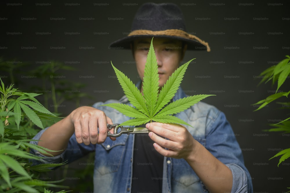 Farmer is trimming or cutting  top of cannabis in legalized farm.