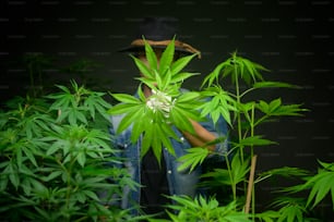 Agricultor está aparando ou cortando a parte superior da cannabis em fazenda legalizada.