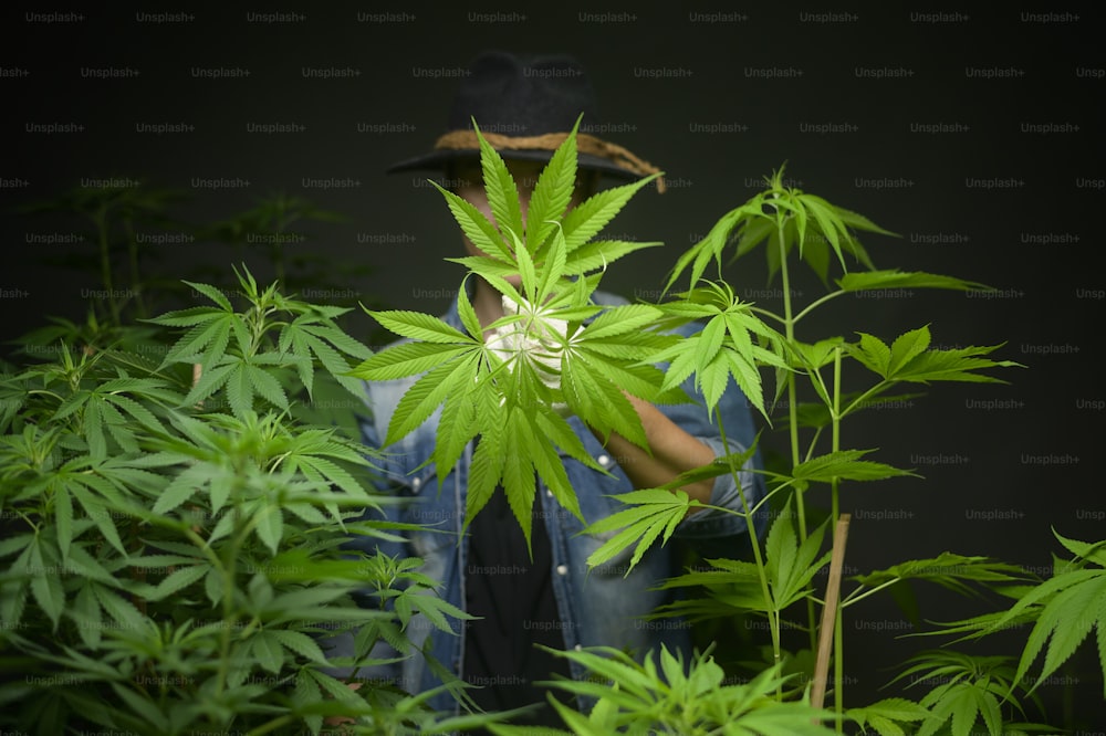 L'agricoltore sta tagliando o tagliando la parte superiore della cannabis in una fattoria legalizzata.