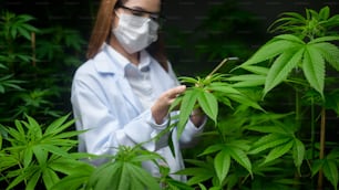 Concepto de plantación de cannabis para medicinal, un científico que usa una tableta para recopilar datos sobre la granja de interior de cannabis
