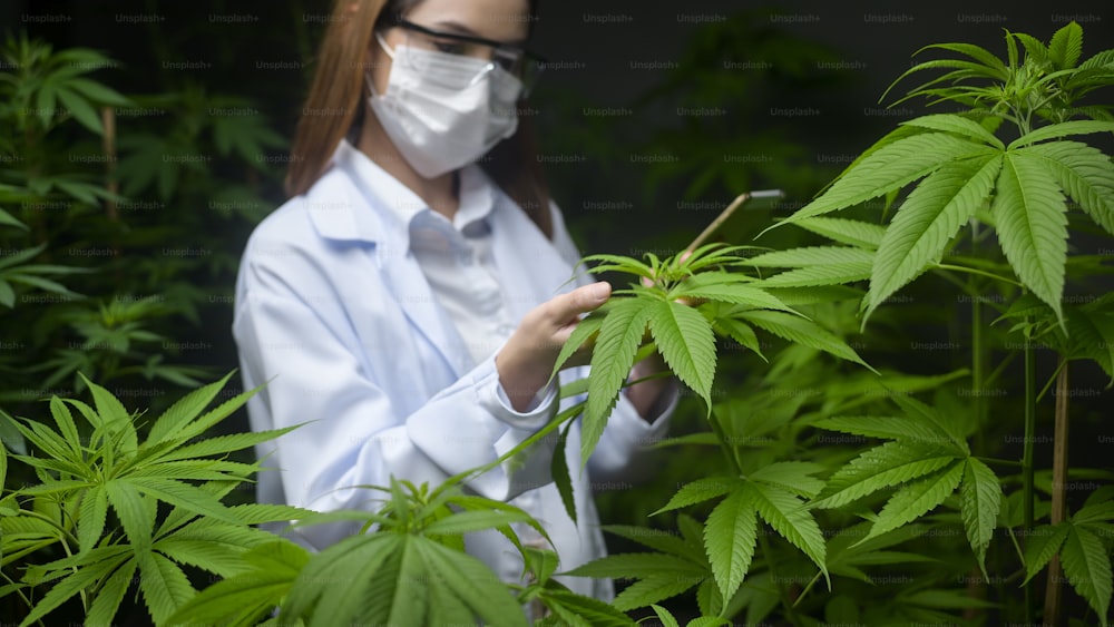 Concetto di piantagione di cannabis per uso medico, uno scienziato che utilizza un tablet per raccogliere dati su una fattoria indoor di cannabis