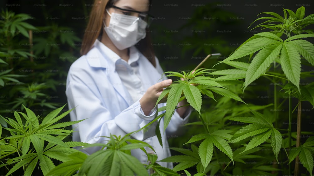 Concepto de plantación de cannabis para uso médico, un científico que usa una tableta para recopilar datos sobre una granja interior de cannabis