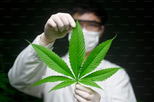Cientista está verificando e analisando uma folha de cannabis para experimento, planta de cânhamo para óleo de cbd farmacêutico à base de plantas em um laboratório