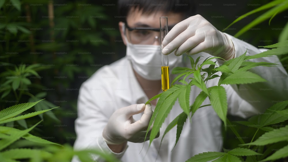 Konzept der Cannabisplantage für Mediziner, ein Wissenschaftler hält ein Reagenzglas auf Cannabisfarm