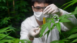 Concept de plantation de cannabis à des fins médicales, un scientifique tenant un tube à essai dans une ferme de cannabis