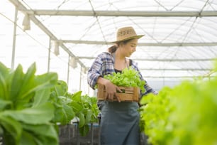 Una joven agricultora que trabaja en una granja de invernadero hidropónico, alimentos limpios y concepto de alimentación saludable