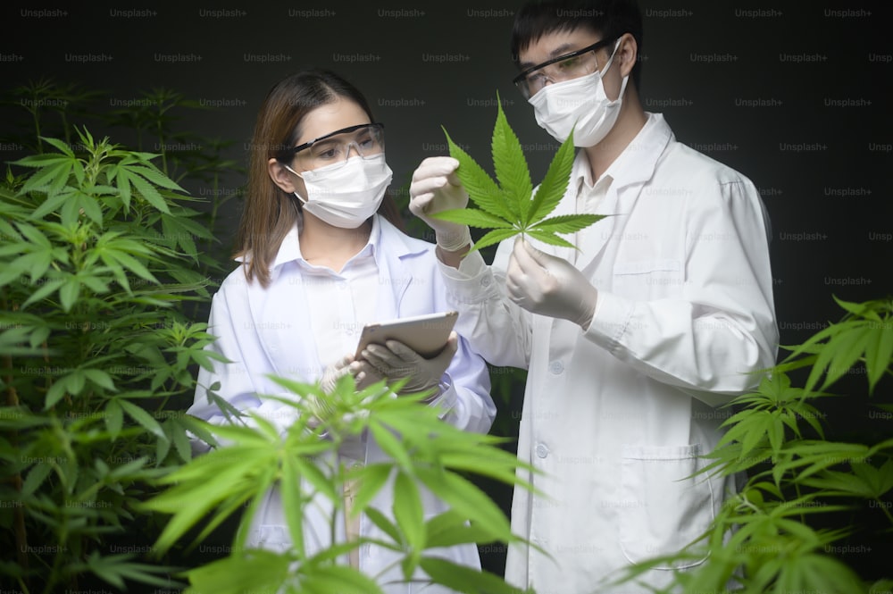 Concepto de plantación de cannabis para medicina, un científico que sostiene un tubo de ensayo y una computadora port�átil para analizar en la granja de cannabis