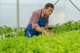 A happy senior farmer working using tablet in hydroponic greenhouse farm, clean food and healthy eating concept