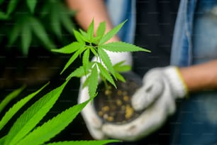 Un agricultor tiene plántulas de cannabis en una granja legalizada.