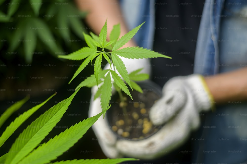 L'agricoltore tiene piantine di cannabis in una fattoria legalizzata.