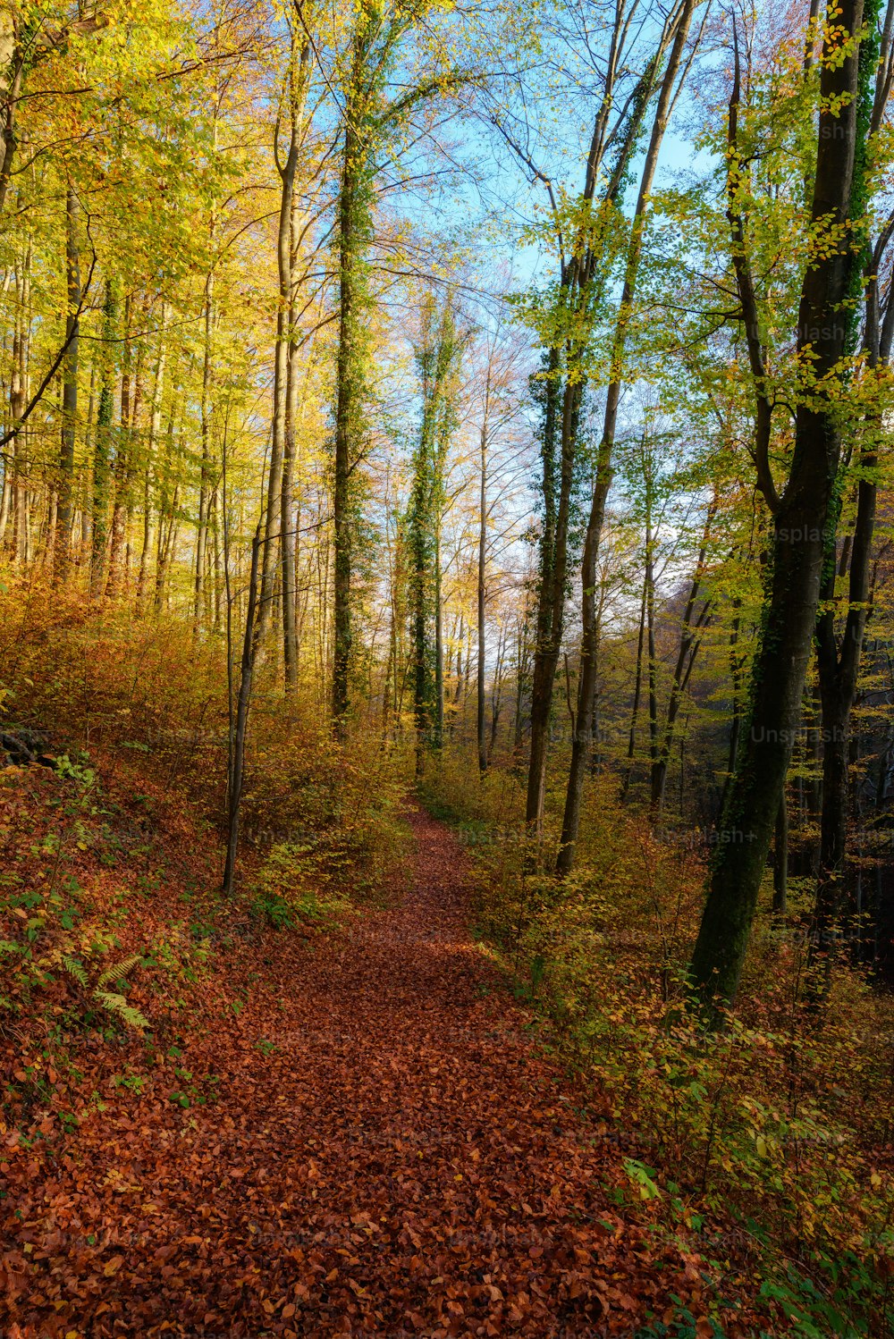 A dirt path in the middle of a forest. Forest mixed forest autumn. - PICRYL  - Public Domain Media Search Engine Public Domain Search