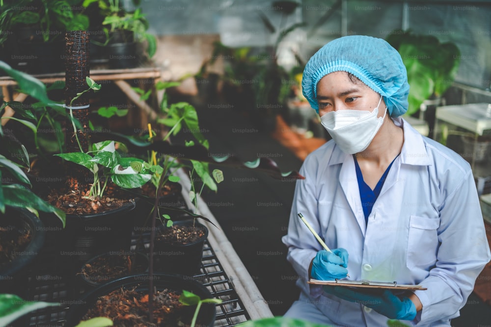 薬の実験室の温室の葉の植物の農業の科学者の研究、薬剤、植物学科学の企業のための有機性花園の成長のための性質の農場に住んでいる麻またはハーブの芽