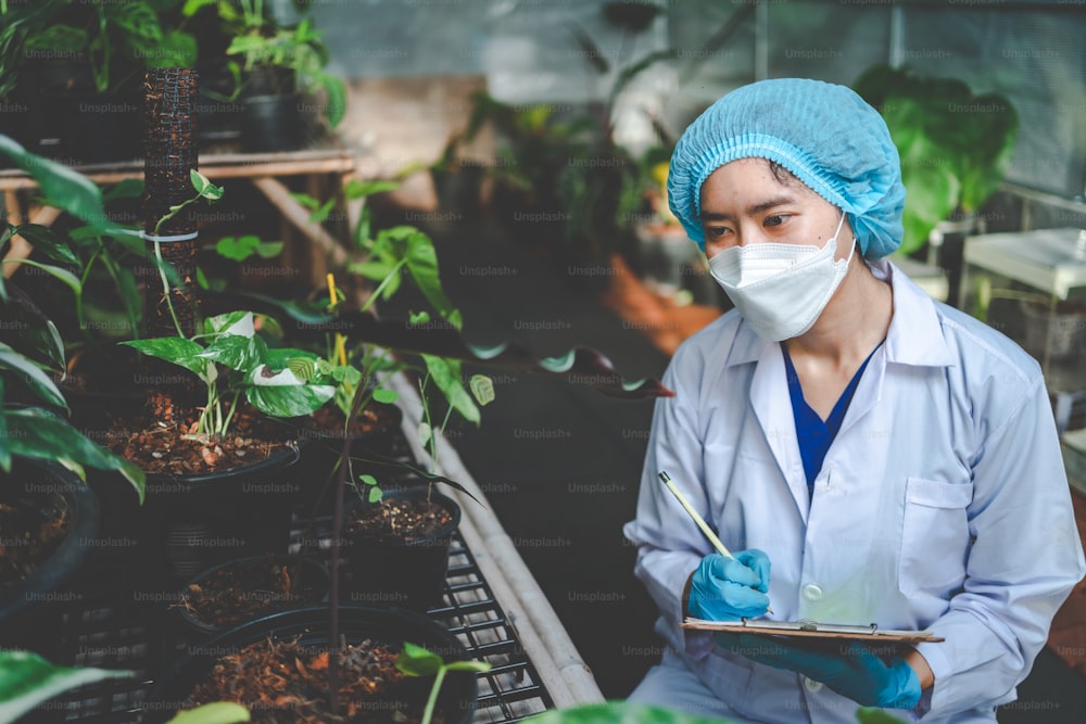 scientist research in agriculture of leaf plant in medicine laboratory greenhouse, hemp or herb bud living in nature farm for drug, organic flower garden growth for industry with botany science