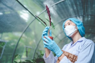Investigación científica en agricultura de planta de hoja en invernadero de laboratorio de medicina, cáñamo o brote de hierba que vive en la granja de la naturaleza para la droga, crecimiento orgánico del jardín de flores para la industria con la ciencia de la botánica