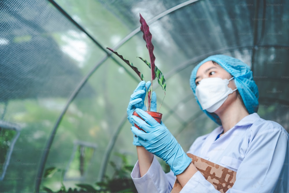 scientist research in agriculture of leaf plant in medicine laboratory greenhouse, hemp or herb bud living in nature farm for drug, organic flower garden growth for industry with botany science