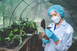 scientist research in agriculture of leaf plant in medicine laboratory greenhouse, hemp or herb bud living in nature farm for drug, organic flower garden growth for industry with botany science