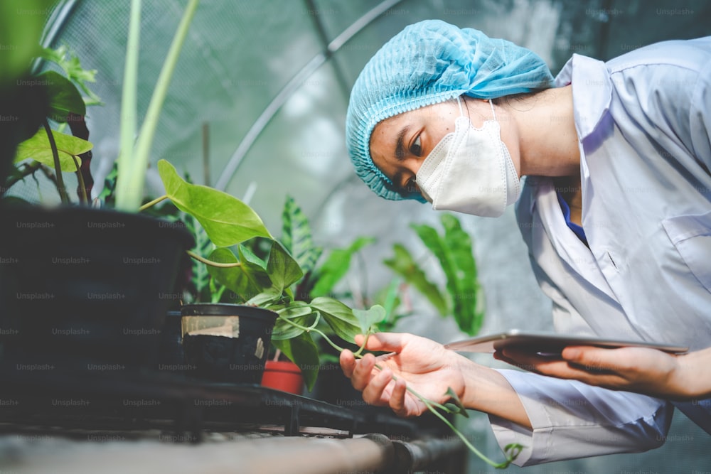 cientista de biologia que trabalha para pesquisar uma planta de crescimento na estufa da agricultura, tecnologia de ciência orgânica da natureza ou biotecnologia em laboratório de botânica, pessoas examinando vegetais para a indústria de alimentos