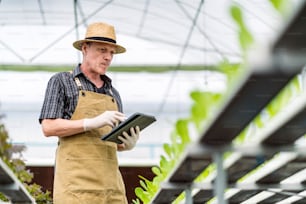 白人男性の事業主は、水耕栽培farm.withタブレットで有機ルッコラを栽培すること、持続可能なビジネス起業家精神、有機野菜を育てるコンセプトを観察します
