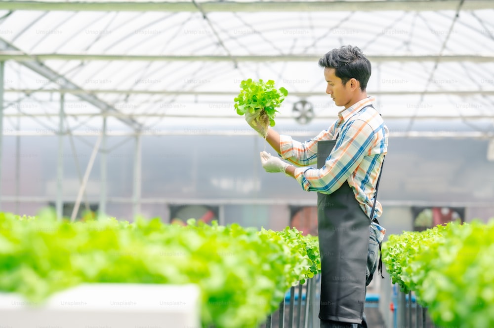 Agricultor asiático comprobando lechuga fresca de roble verde en granja de invernadero hidropónico
