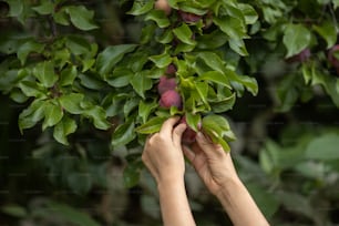 close up hands harvesting plums in the field