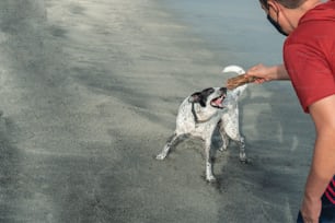 Hombre divirtiéndose con su perro en la playa