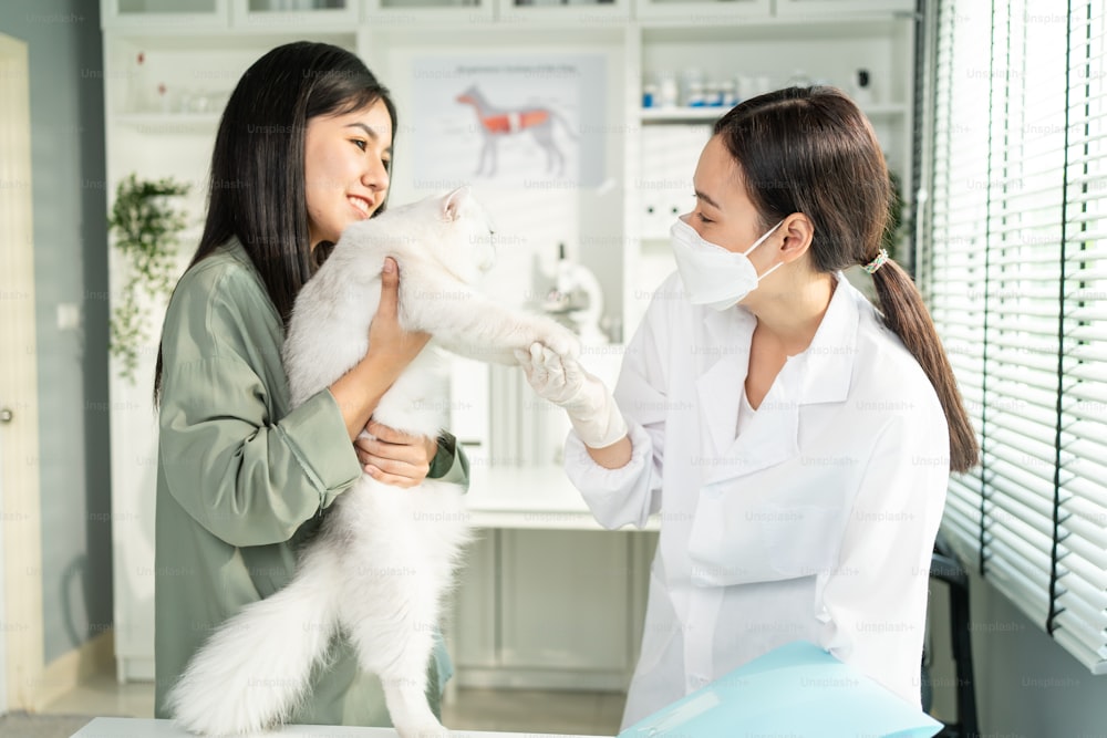 La donna asiatica proprietaria di animali domestici porta il piccolo gatto alla clinica veterinaria per esaminare. Il medico veterinario professionista lavora per controllare e curare il gattino piccolo animale durante l'appuntamento in ospedale per animali domestici