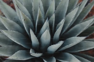 a close up of a plant with very long leaves