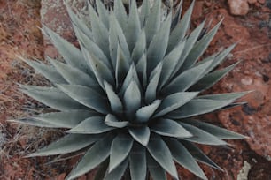 Un primer plano de una planta sobre una superficie rocosa