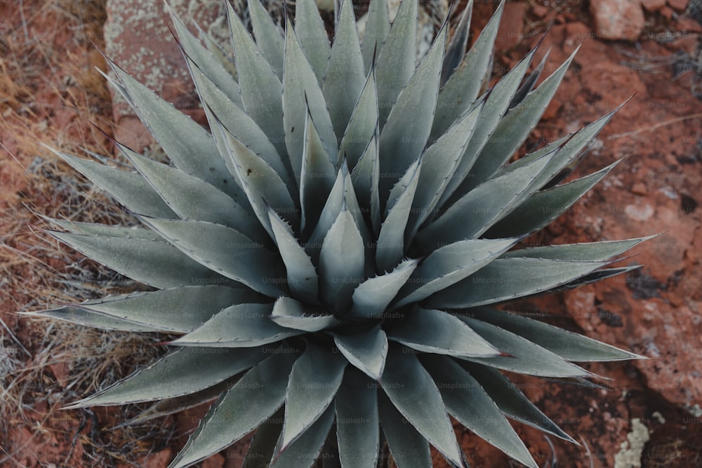 a close up of a plant on a rocky surface