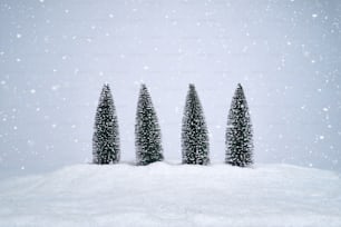 Drei kleine Bäume stehen im Schnee