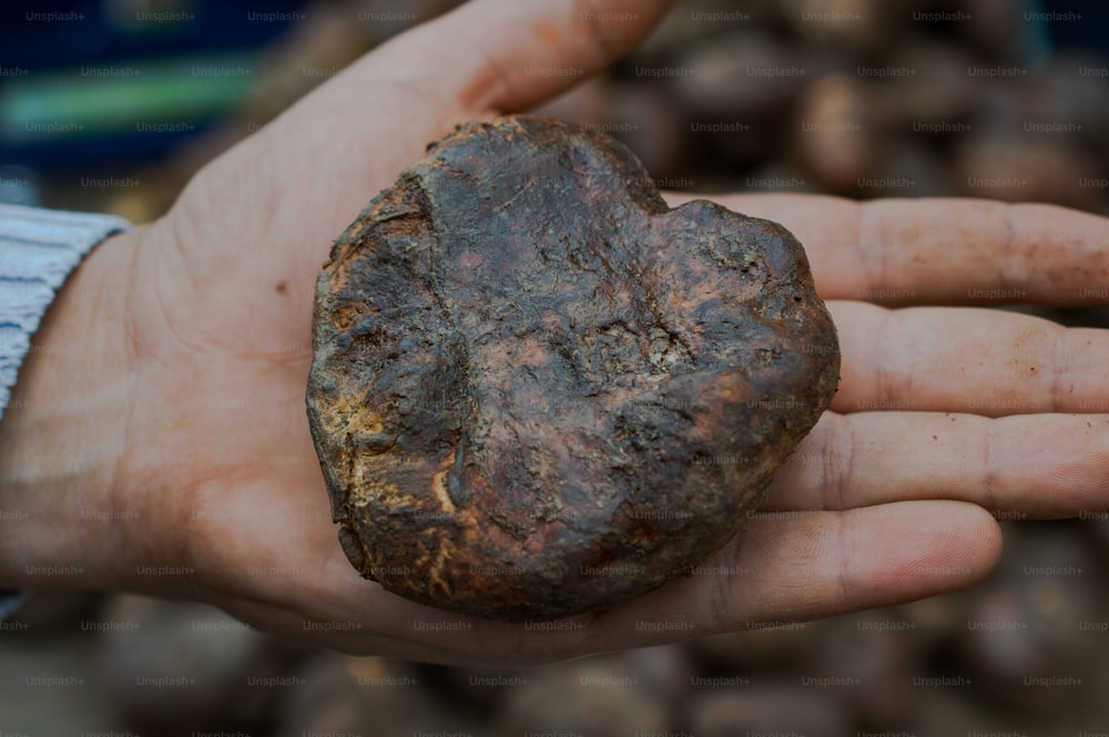 una persona che tiene una roccia in mano