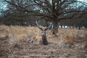 a deer laying down in the middle of a field