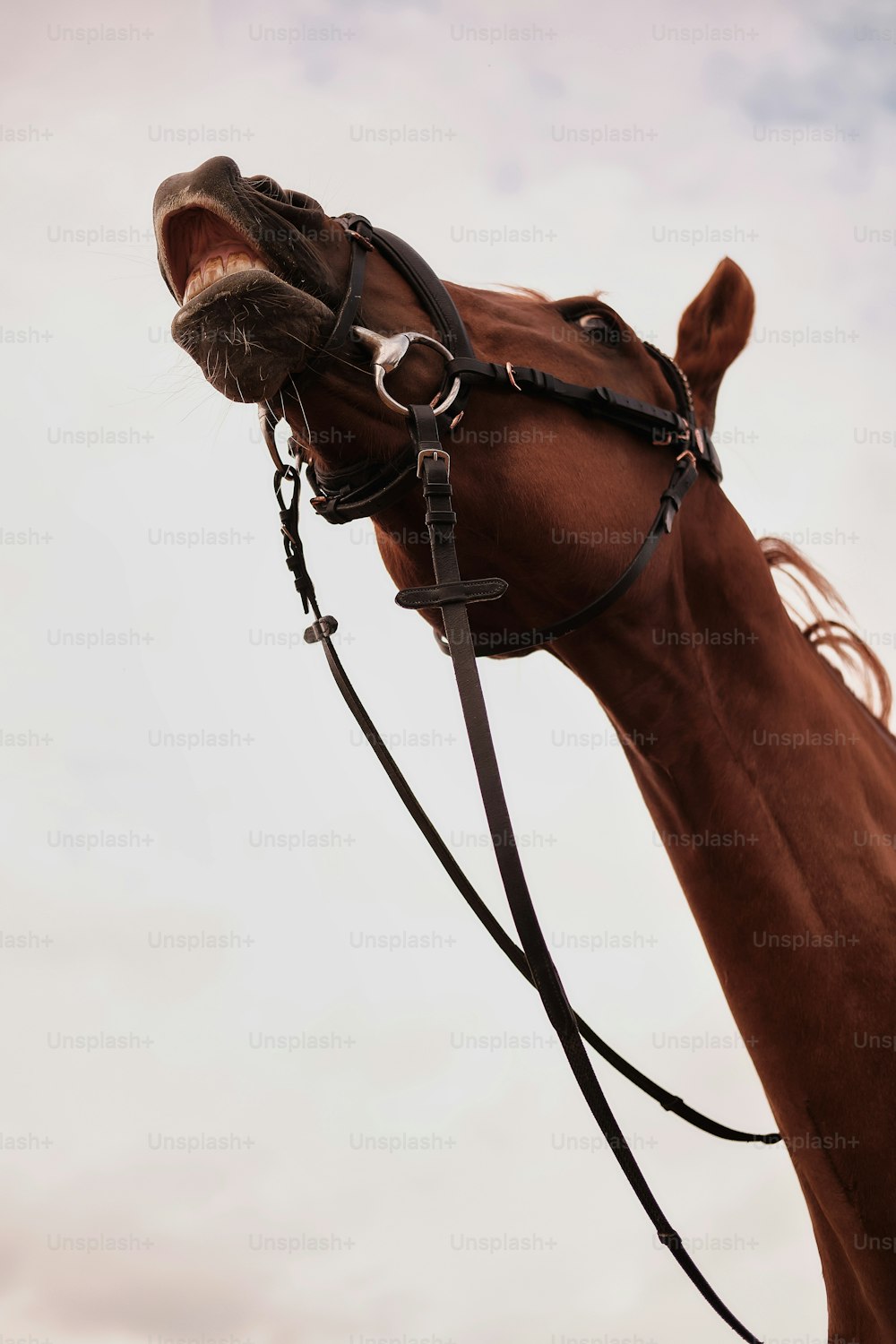 um close up da cabeça e do freio de um cavalo